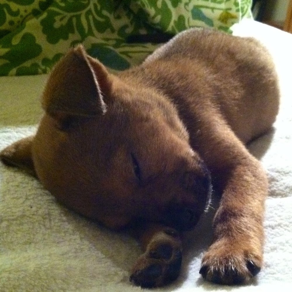 Meet your Posher, Anthony